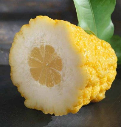 citron-a-versatile-citrus-fruit-full-of-cultural-meaning-citron-fruit